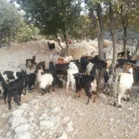 باسلام فروش 20 راس کهره نرگله ای|حیوانات مزرعه|کازرون, |دیوار