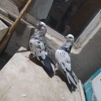 کبوتر|پرنده|قم, جمکران|دیوار