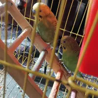 مرغ عشق|پرنده|سلماس, |دیوار