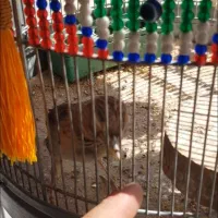 سهره خاکی عتیقه دهن هزار سالم سالم مربی سر جوجه ها