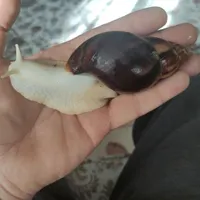حلزون مولد