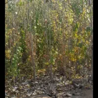 ریشه گره گواخ|گل و گیاه طبیعی|بکتاش, |دیوار