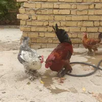 مرغ دیلگونی دهدشت،گچساران،یاسوج،شیراز