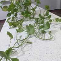دو تا گل پتوس باهم می فروشم