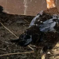 مرغ لاری|حیوانات مزرعه|قصابه, |دیوار