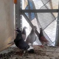 کبوتر|پرنده|بجنورد, |دیوار