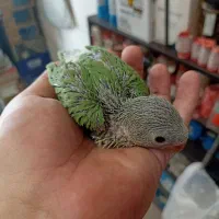 طوطی ملنگو سرلاکی