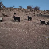 پازن ترکی در پاسارگاد