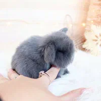 خرگوش لوپ صدفی سوپرفلت|موش و خرگوش|بوشهر, |دیوار