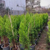 کاج لاوسون|گل و گیاه طبیعی|ایزدشهر, |دیوار