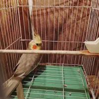 عروس هلندی