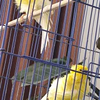 قناری فر بلند