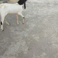 فروش  نر بز
