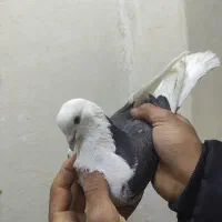 کفتره پرشی|پرنده|اصفهان, شهرک کوثر|دیوار