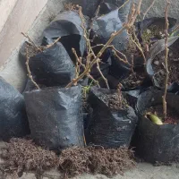 فروش ویژه نهال یک‌ساله کیوی