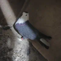 پلاس یکتی|پرنده|قم, شهرک توانیر|دیوار