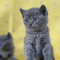 گربه بریتیش/لیلاک /سیلور/ پت. شاپ