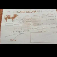 گاو|حیوانات مزرعه|اندیکا, |دیوار