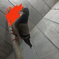 کبوتر|پرنده|بروجرد, |دیوار