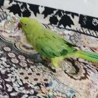 طوطی ملنگو سخن گوفروشی