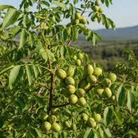 نهال گردو با کیفیت صادراتی + ارسال رایگان