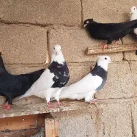 دسته طوقی|پرنده|بندر گناوه, |دیوار