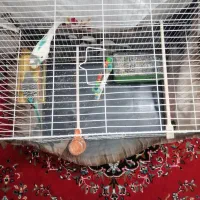 مرغ عشق همراه با جوجه|پرنده|مشهد, کوی دروی|دیوار