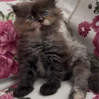 بچه گربه پرشین اسکاتیش ماده