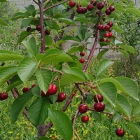 باغ ویلا ،سد امند|فروش خانه و ویلا|صوفیان, |دیوار