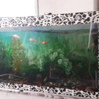 فروش اکواریوم