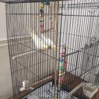 یک جفت طوطی عروس هلندی|پرنده|کرمان, |دیوار