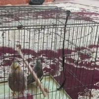 سوسنگرد|پرنده|سوسنگرد, |دیوار