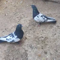 فروش کبوتر سینه سیاه