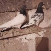 تعداد ۳۰ عدد کبوتر کله ای