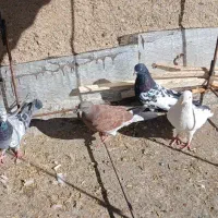 کبوتر