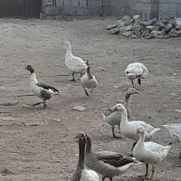 فروش غازمحلی