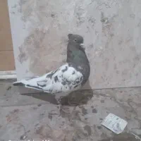 یک عدد کله هفت رنگ