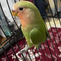 پرنده طوطی برزیلی