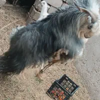 نری فقط و فقط معاوضه با موتور