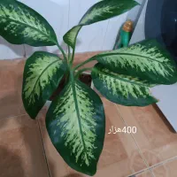 گل های طبیعی وسرحال