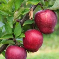 نهال سیب قرمز،  درخت سیب در نهالستان نهالینو مشهد