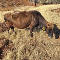 دو راس گاو بومی ترو تمیز