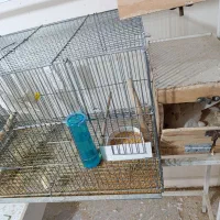 3 جفت طوطی عروس با جوجه نر و ماده تکی هم هست|پرنده|بندر ماهشهر, |دیوار