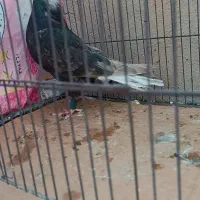 زرد دم سفید زاغ دم سفید|پرنده|قم, انسجام|دیوار