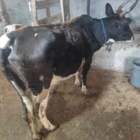 گاو و گوساله سمینتال قرمز اصلی نر