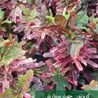 بابا آدم بلک|گل و گیاه طبیعی|شیراز, شیخ روزبهان|دیوار