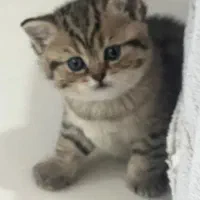 گربه در بوشهر