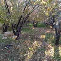 زمین ماهان سکنج