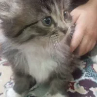 واگذاری بچه گربه پرشین|گربه|زرند, |دیوار