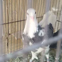 گمشده